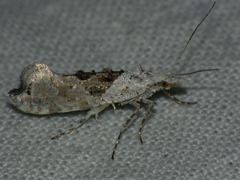 Ypsolopha asperella