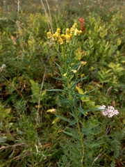 Galatella biflora