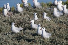 Ichthyaetus audouinii