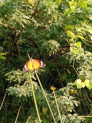 Danaus