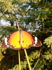 Danaus