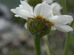 Tanacetum corymbosum