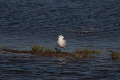 Ichthyaetus audouinii