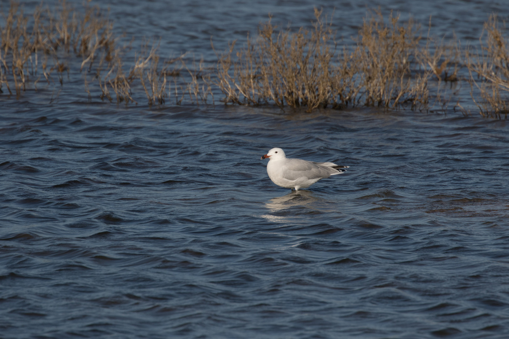 Audouin's Gull