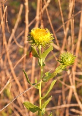 Grindelia nuda