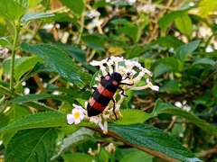 Hycleus biundulatus