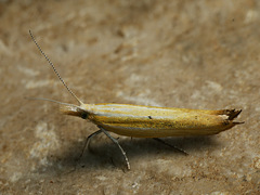 Ypsolopha blandella