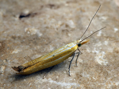 Ypsolopha blandella