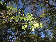 Elaeodendron zeyheri