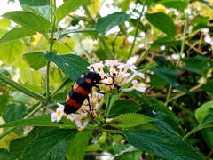 Hycleus biundulatus