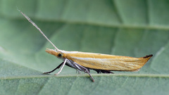 Ypsolopha blandella
