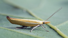 Ypsolopha blandella