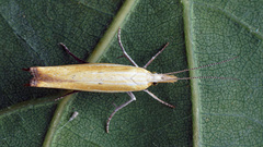 Ypsolopha blandella