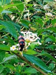 Hycleus biundulatus