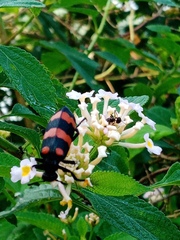 Hycleus biundulatus