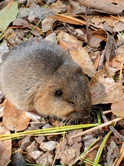 Rodentia