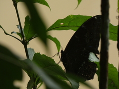 Morpho