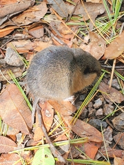 Rodentia