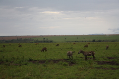 Equus quagga borensis
