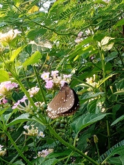 Euploea core