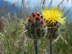 Centaurea ceratophylla