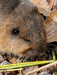 Rodentia