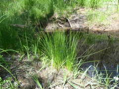 Juncus filiformis