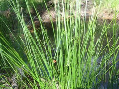 Juncus filiformis