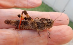 Spharagemon cristatum