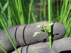 Juncus filiformis