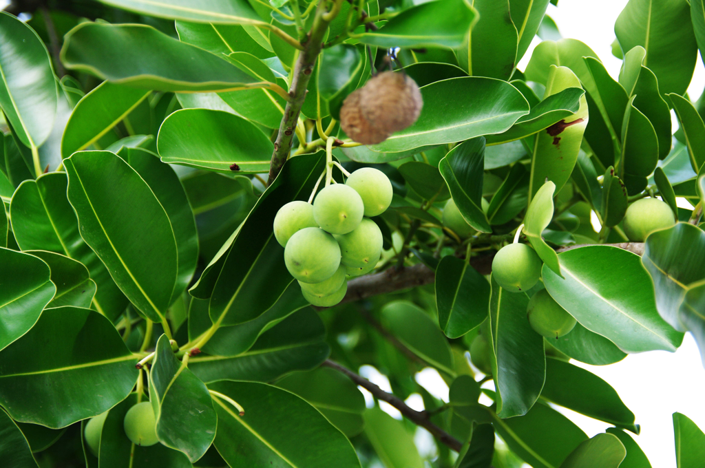Calophyllum calaba