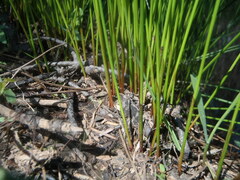 Juncus filiformis