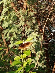 Euploea core
