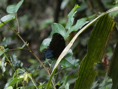 Morpho