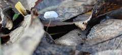 Mycena tenerrima