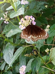 Euploea core