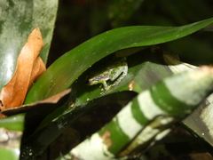 Pristimantis omeviridis