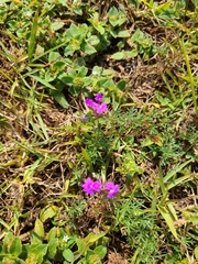 Glandularia aristigera