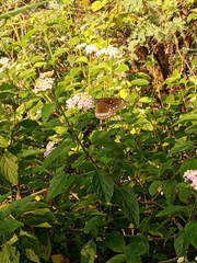 Euploea core