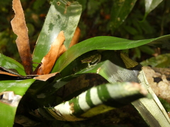 Pristimantis omeviridis