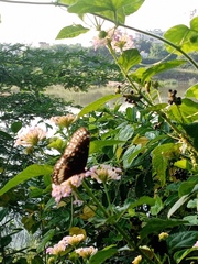 Euploea core