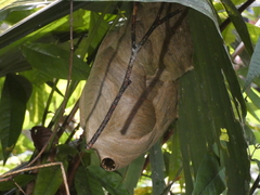Angiopolybia