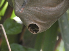 Angiopolybia