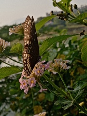 Euploea core