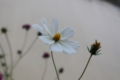 Cosmos diversifolius