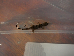 Gonatodes concinnatus