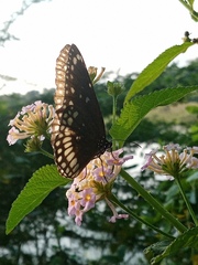 Euploea core