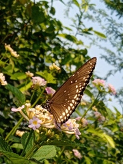 Euploea core