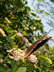 Euploea core