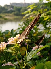 Euploea core